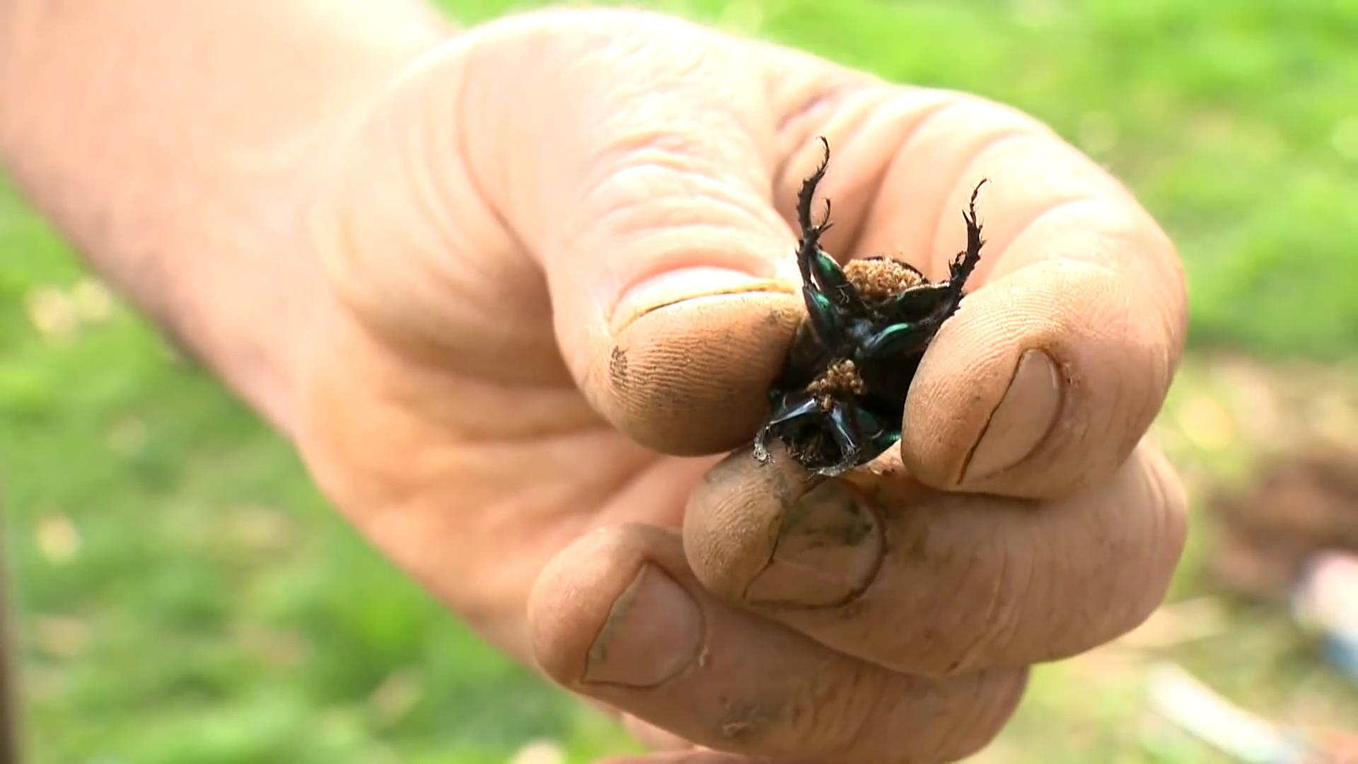 澳洲为什么进口屎壳郎,外国大量收购屎壳郎