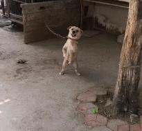 最值得被饲养的7种狗好养又不贵,便宜好养的6种狗经济实惠又可爱