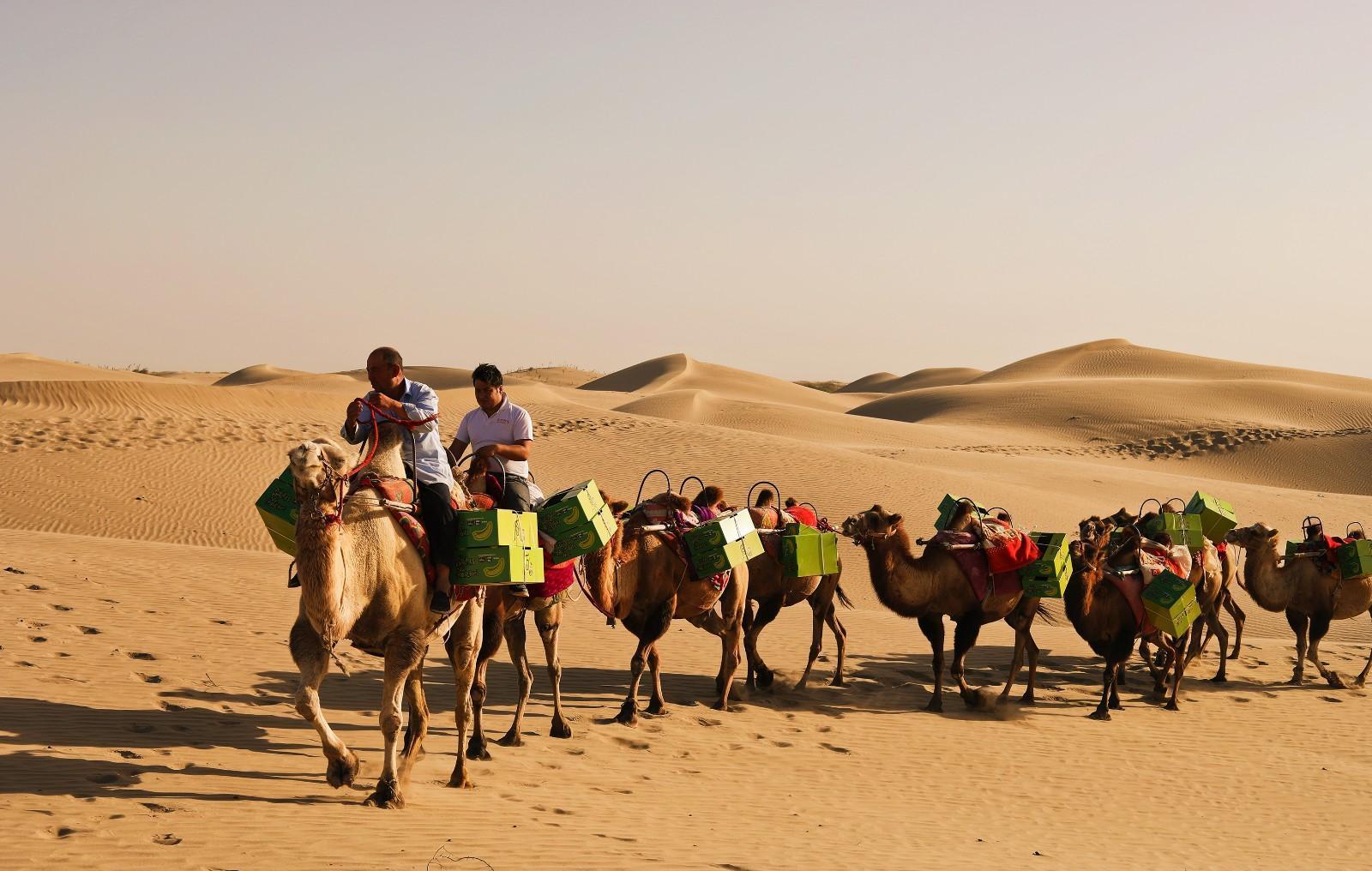 骆驼王者荣耀,骆驼是沙漠中的霸主