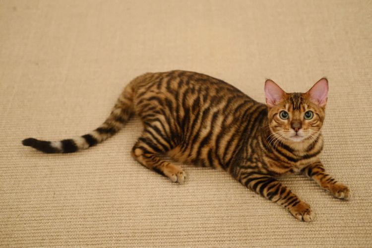 纯种猫咪有哪些颜色,纯种宠物猫有哪些品种