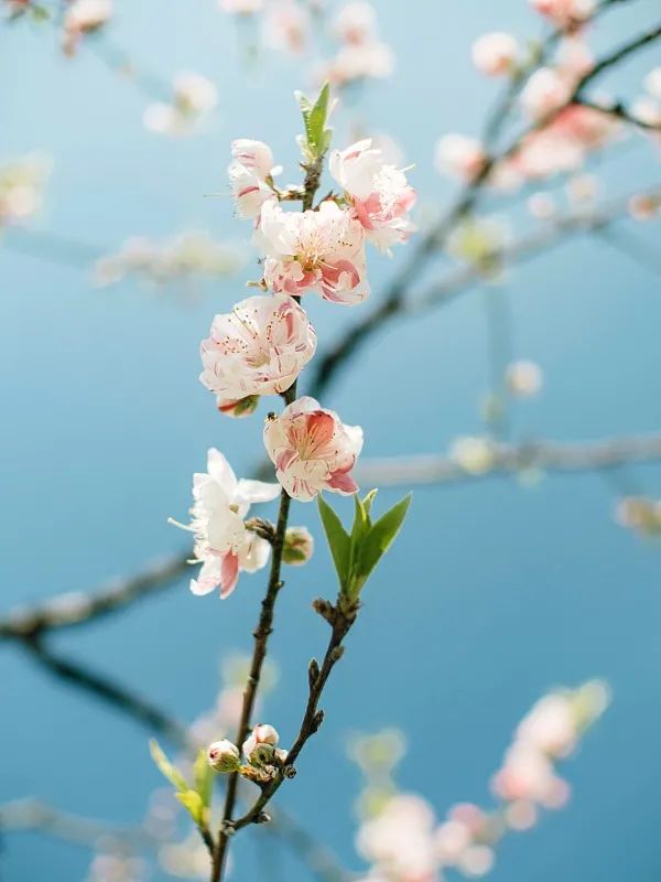 温柔的人呐,去种一个春天吧