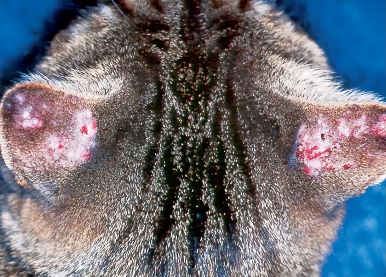 猫中耳炎会引起头颤抖吗,猫咪歪头中耳炎在家里治疗