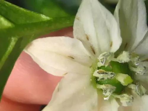 甲维盐效果是阿维菌素几倍,甲维盐与阿维菌素区别