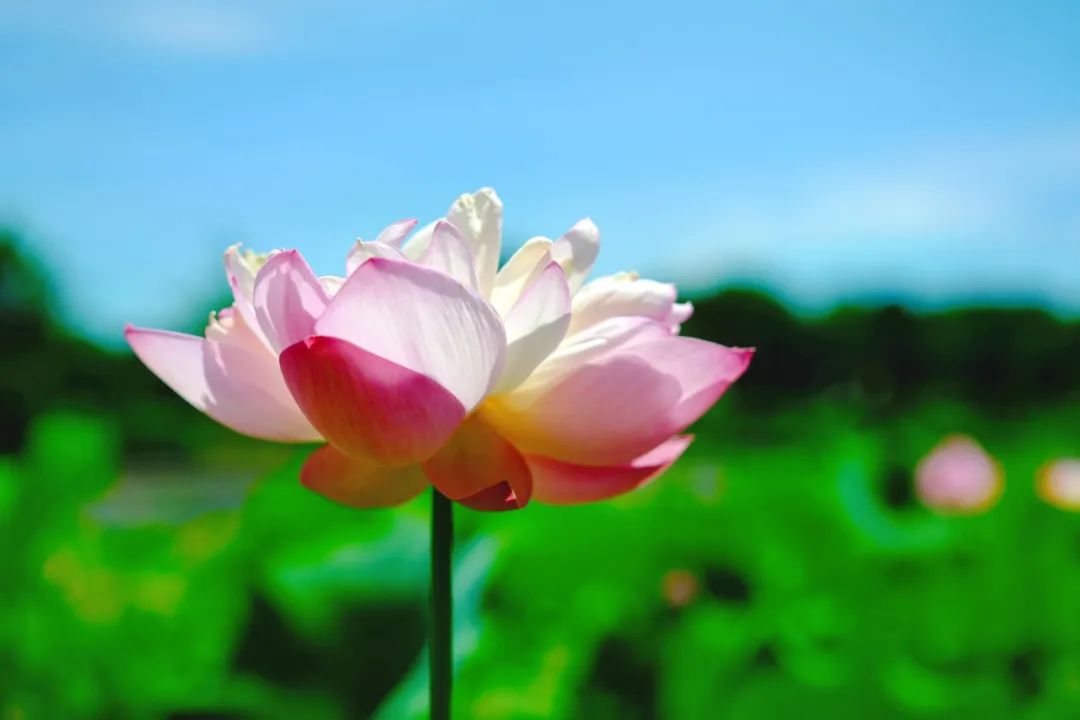 小暑已至！夏日顶流登场，一池荷风，满院莲香，惊艳了整个夏天！