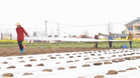 抢抓好时节乡亲种出美好“姜”来