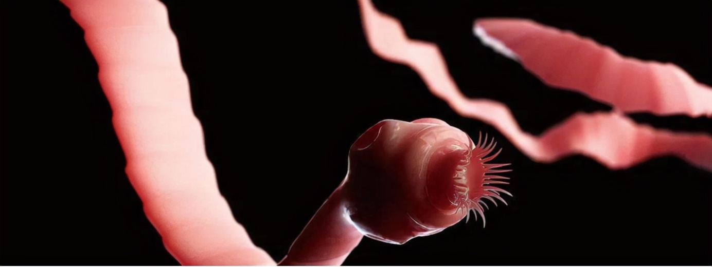 蛟是什么动物的特征,蛟是什么动物现实中存在吗