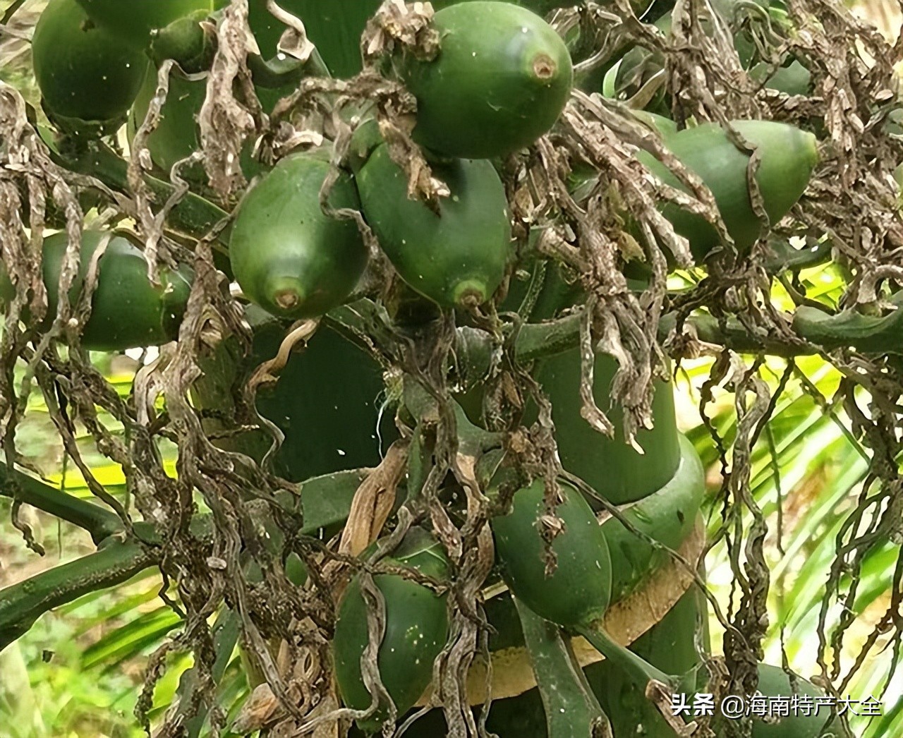 海南槟榔行业发展向好的原因,海南槟榔哪几个地方种植多