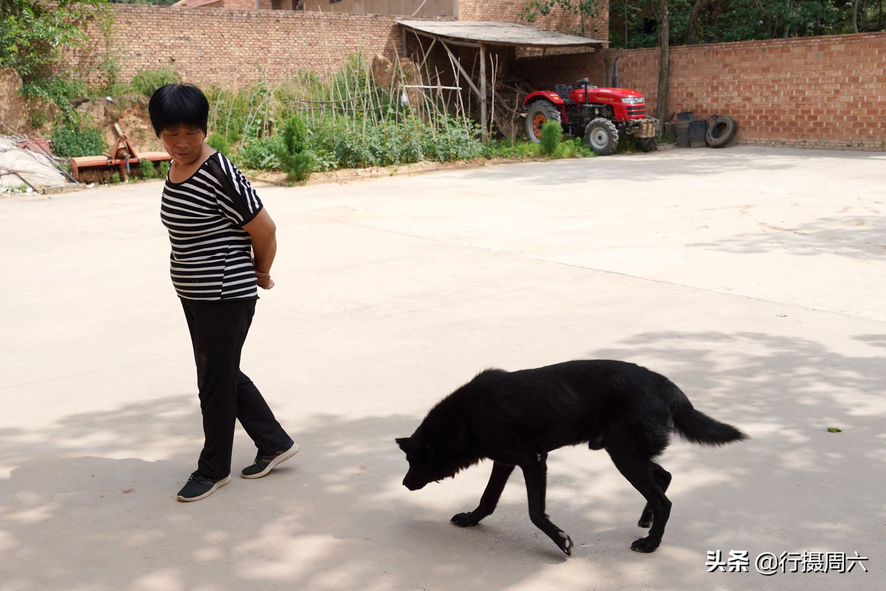 农村大姐养宠物犬,农村大姐养土狗视频