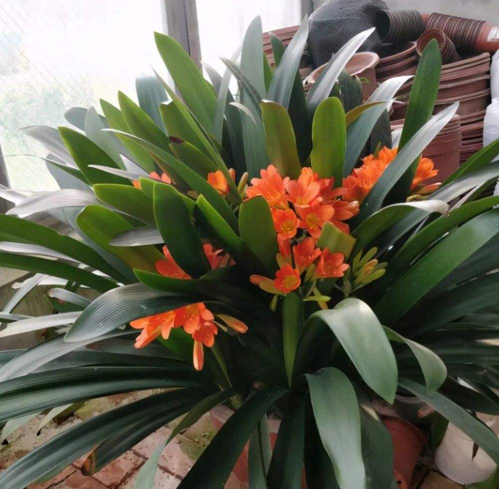 新手养护君子兰注意这三点,养君子兰避开3个误区叶大花又艳