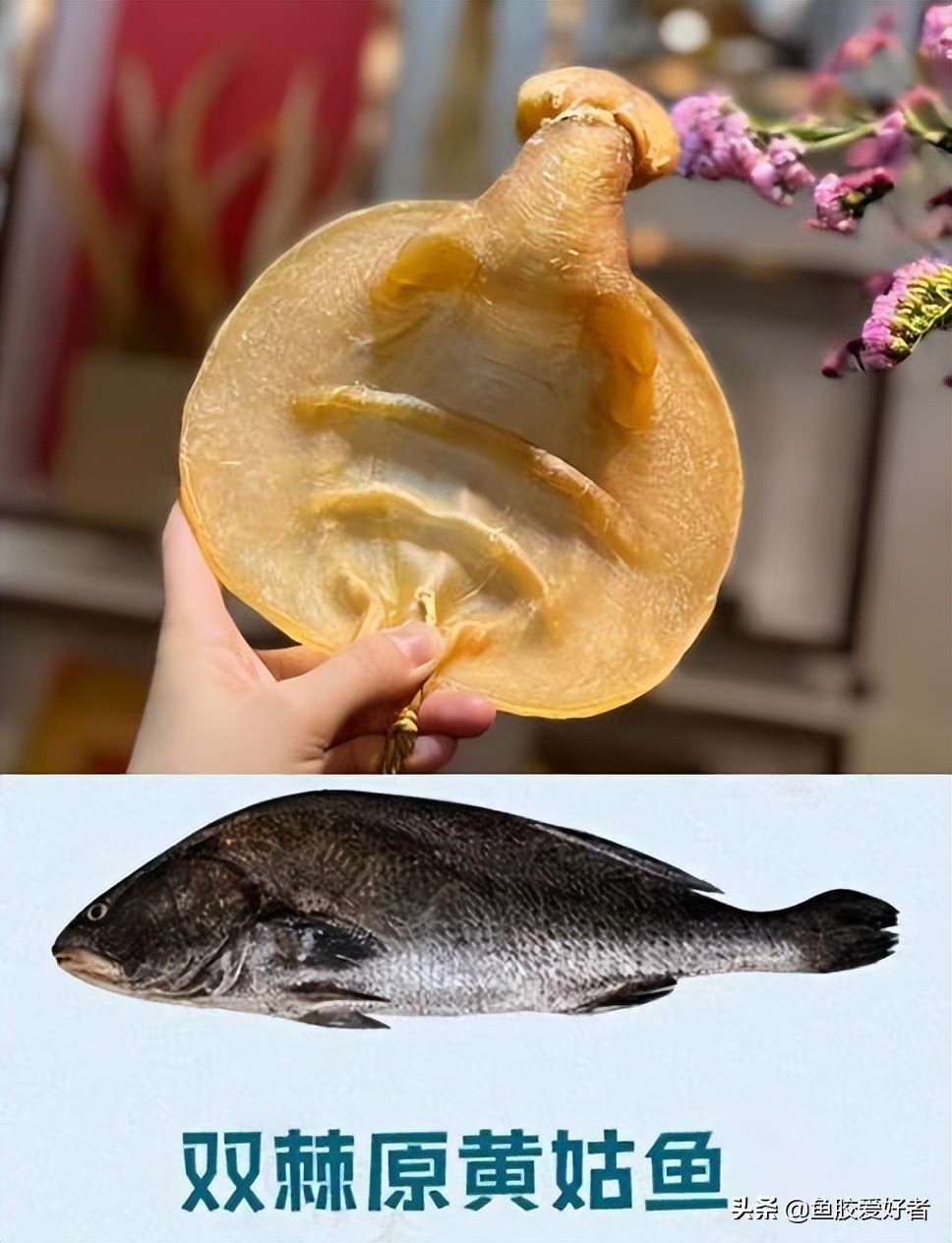 鱼胶的种类及对应图片,鱼胶的种类大全