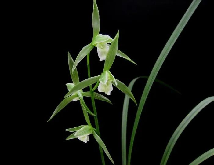 快来看看，兰花的世界真奇妙|壹木星球No.14