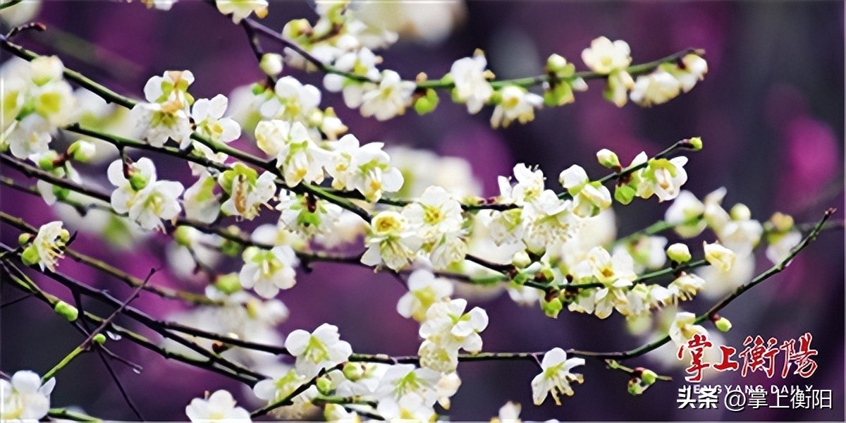 文旅周刊丨恰是春意浓浓，南岳“梅景”正好