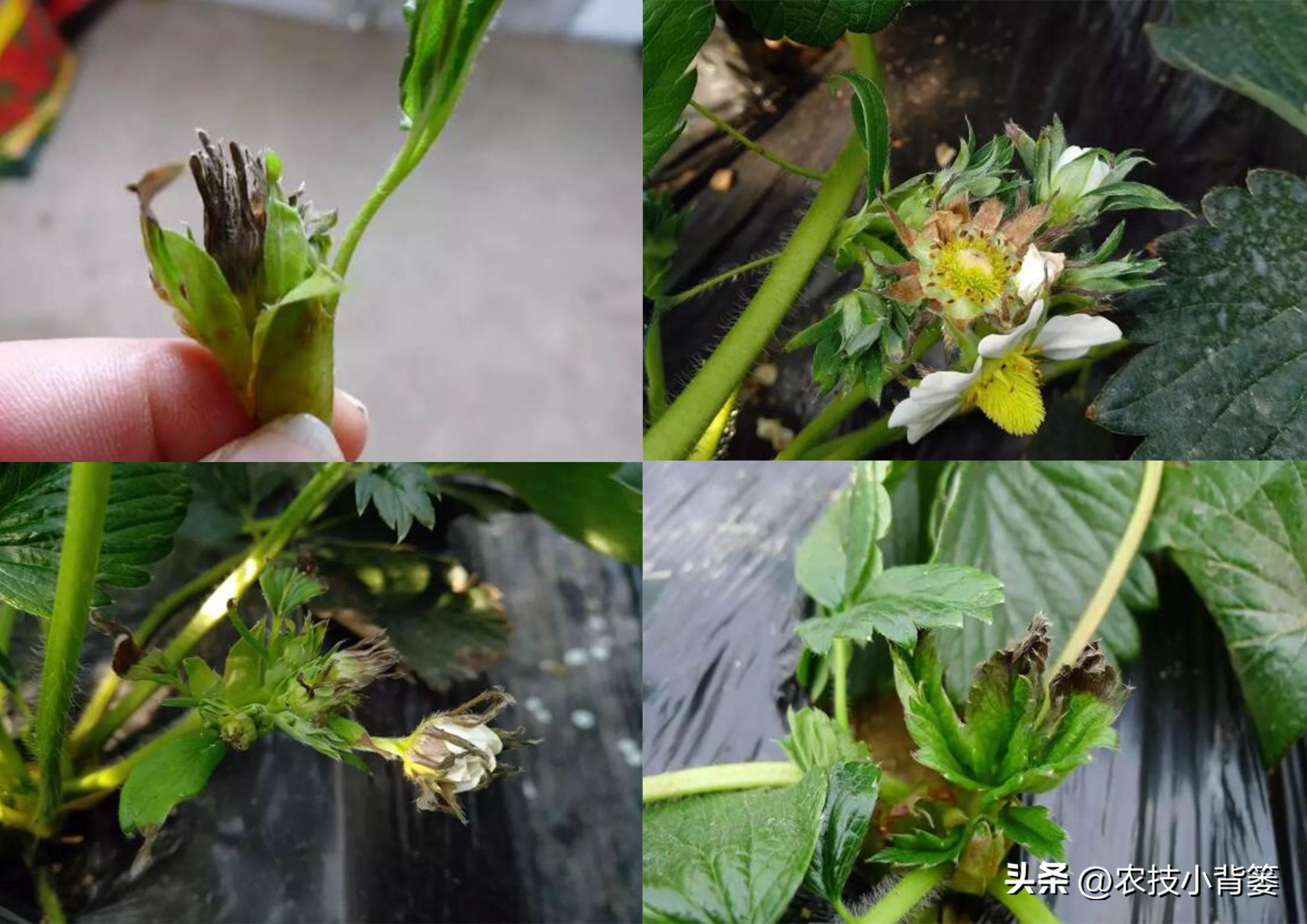 农作物缺钙补充什么肥料,为什么钙肥补了问题还是很多