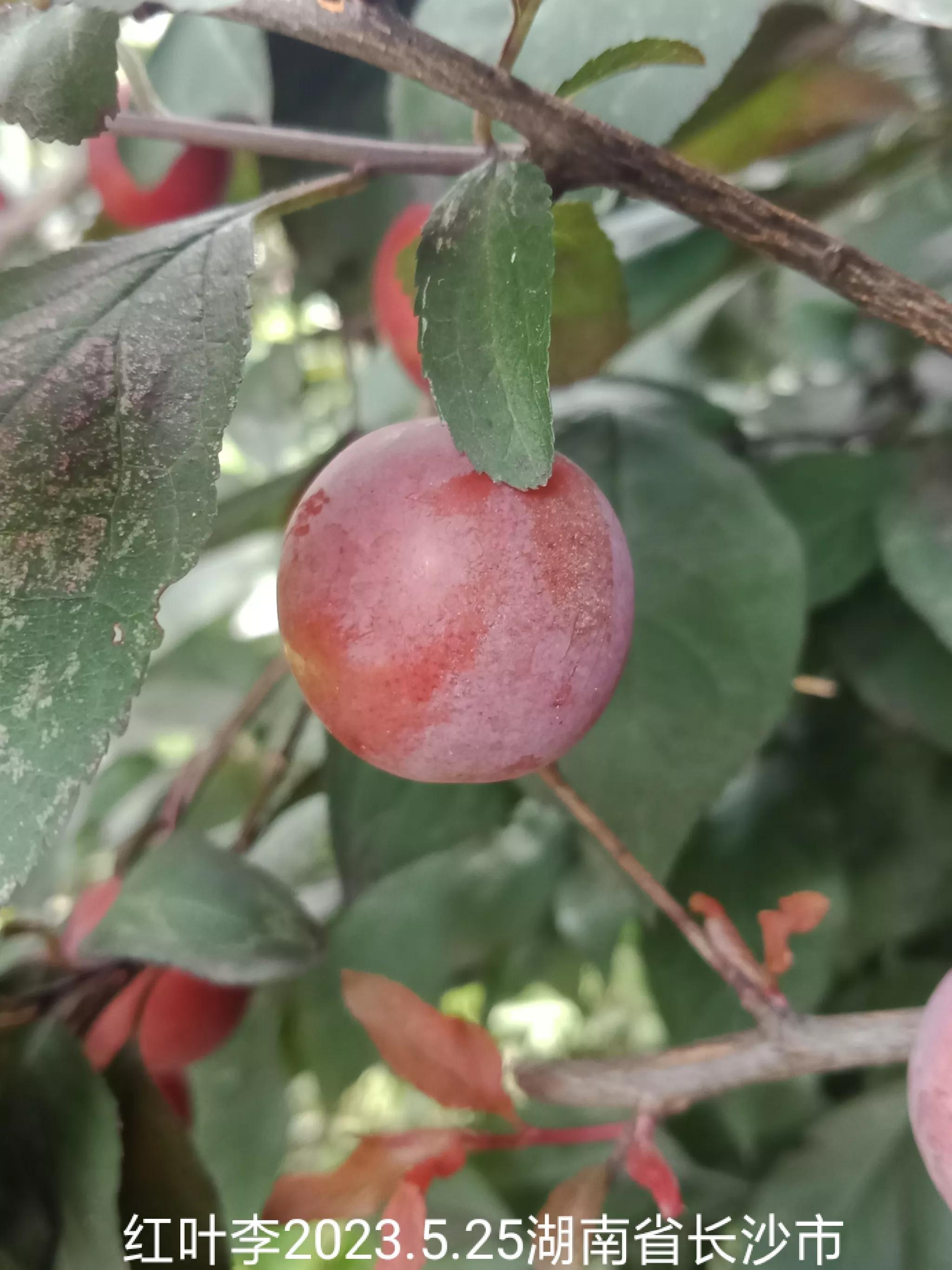 微信群没有保存下来怎么找回来,怎么找回没保存的微信群