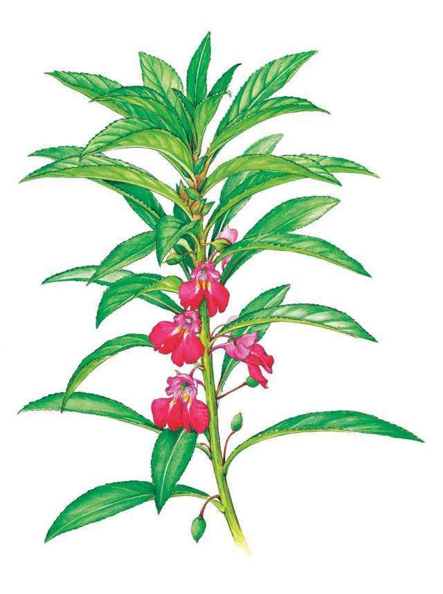 中药凤仙花功效与作用,凤仙花中药名