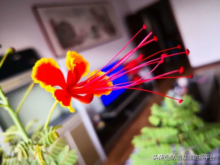 从发芽到开花的乐趣,从种子到果实成熟的感悟