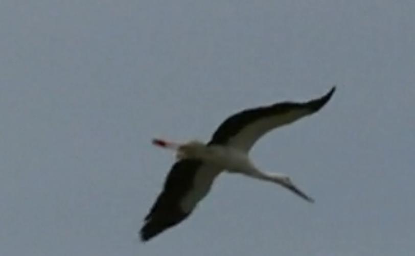 男子捡到怪鸟是国家二级保护动物,东北大哥捡到白色怪鸟