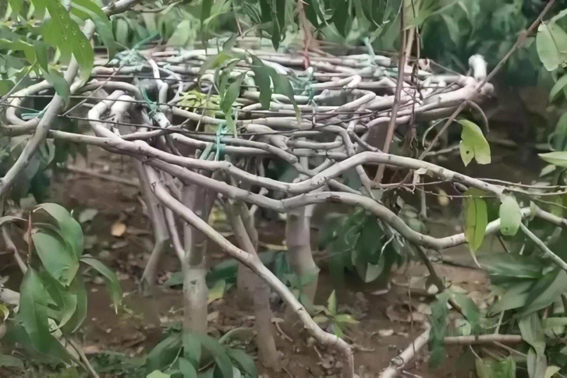 大爷用桃树种出奇葩椅子,老农用17年种出椅子树视频