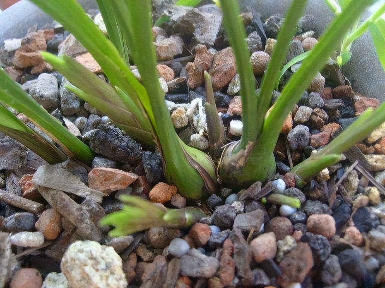 养花换掉的土,养花换下来的旧土用什么药杀菌好