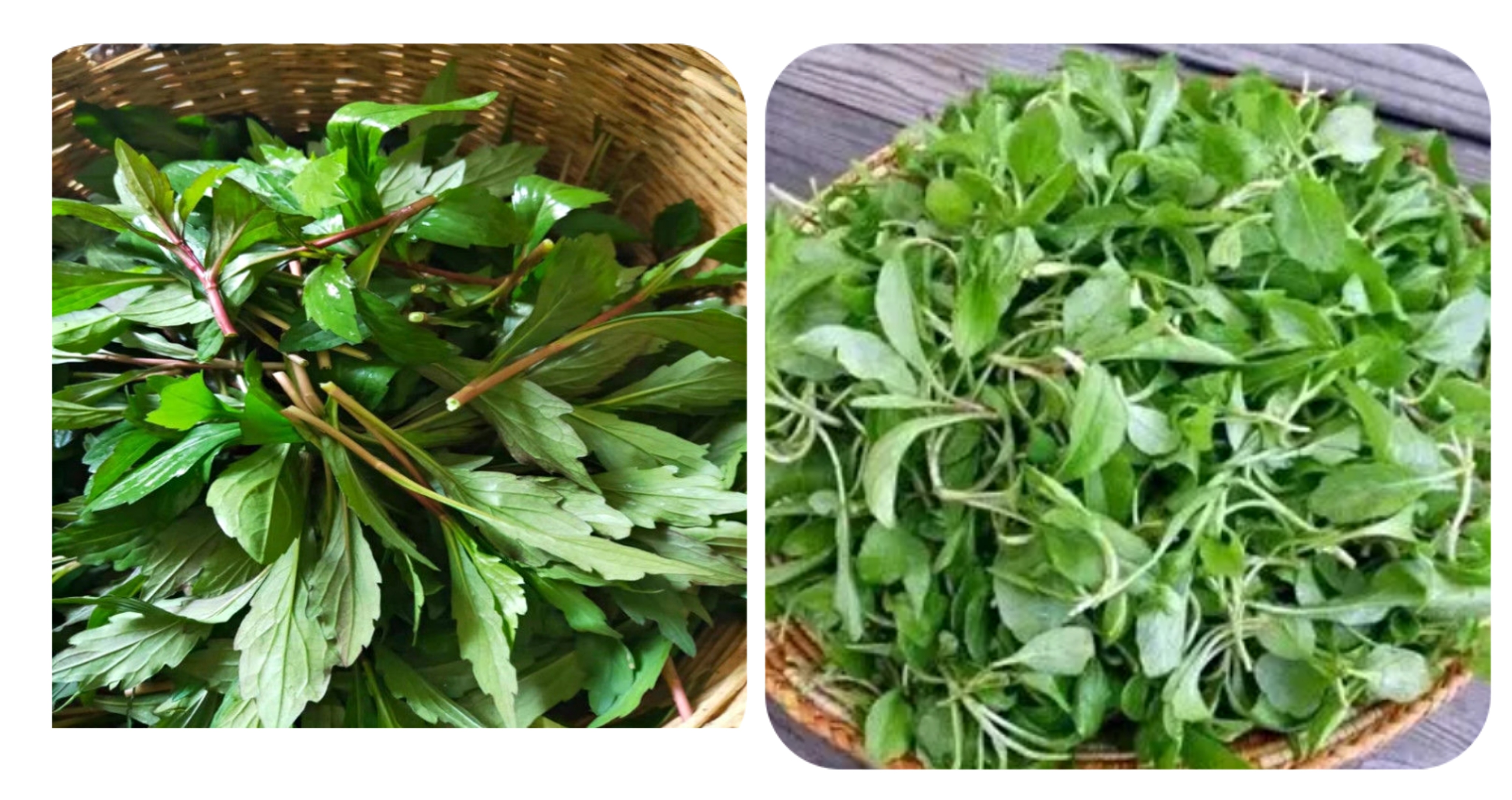 100种野菜大全图解,认识100种野菜视频大全完整版