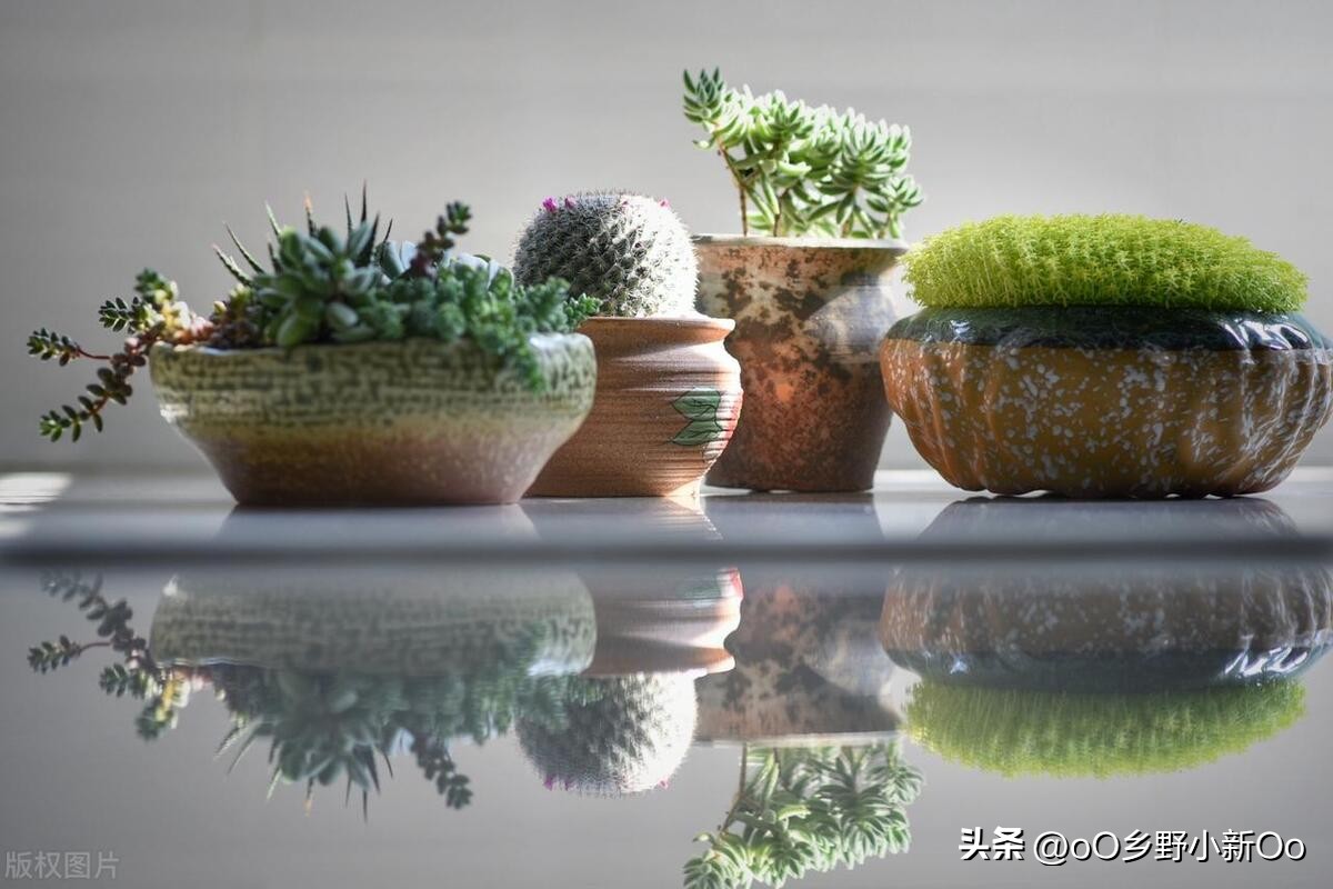 刚种的多肉黑色腐烂根怎么处理,多肉黑叶怎么办夏天