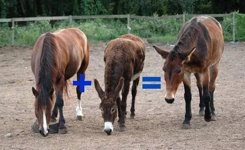 野生双峰骆驼和家养骆驼有何区别,野骆驼和骆驼是一个物种吗