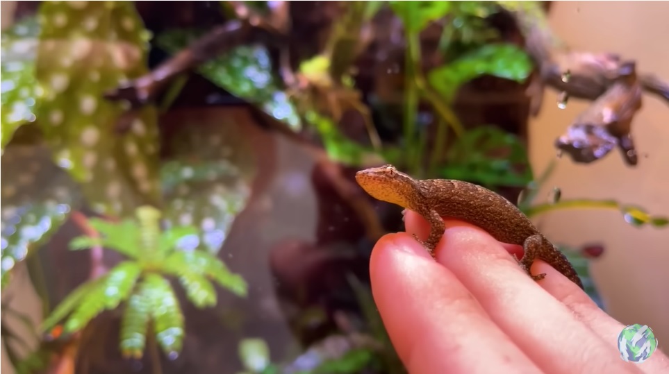 美国小哥在卧室建出一缸热带雨林，食物链环环相扣，太强了