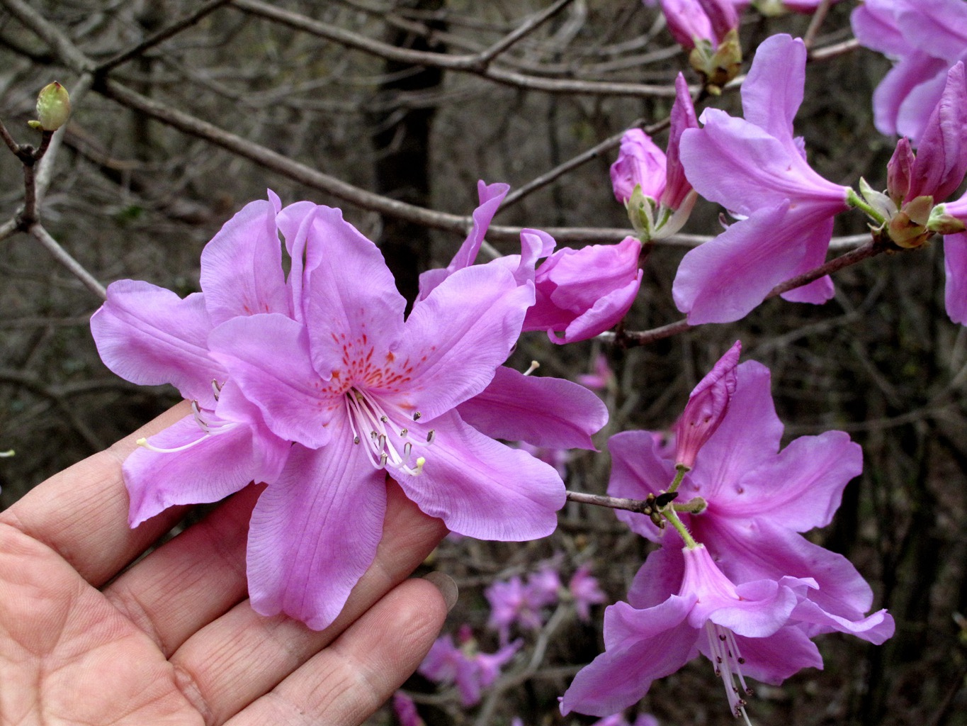 四明山华顶杜鹃,浙东华顶杜鹃群落