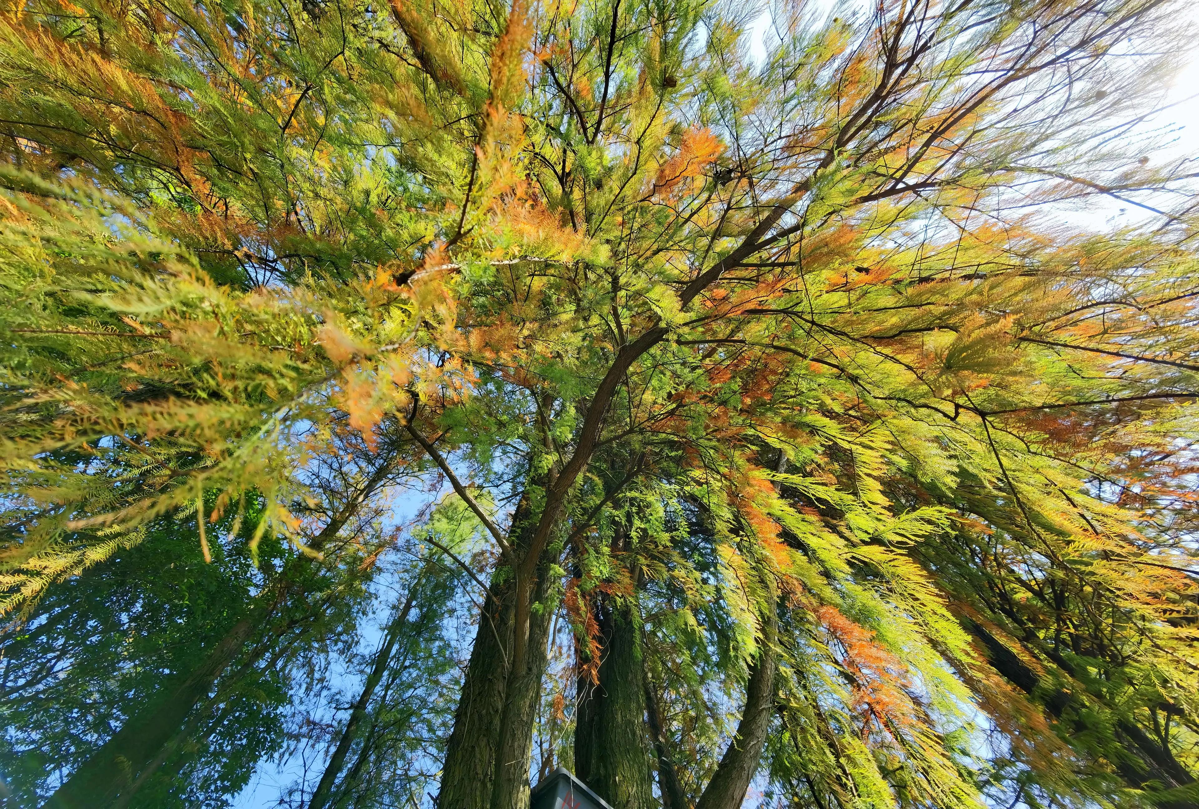 桂林的桂湖在哪里,桂林两江四湖之桂湖