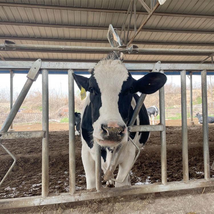 牛在任何时候都会吃东西吗,牛总是吃草吃不饱不吃了怎么办