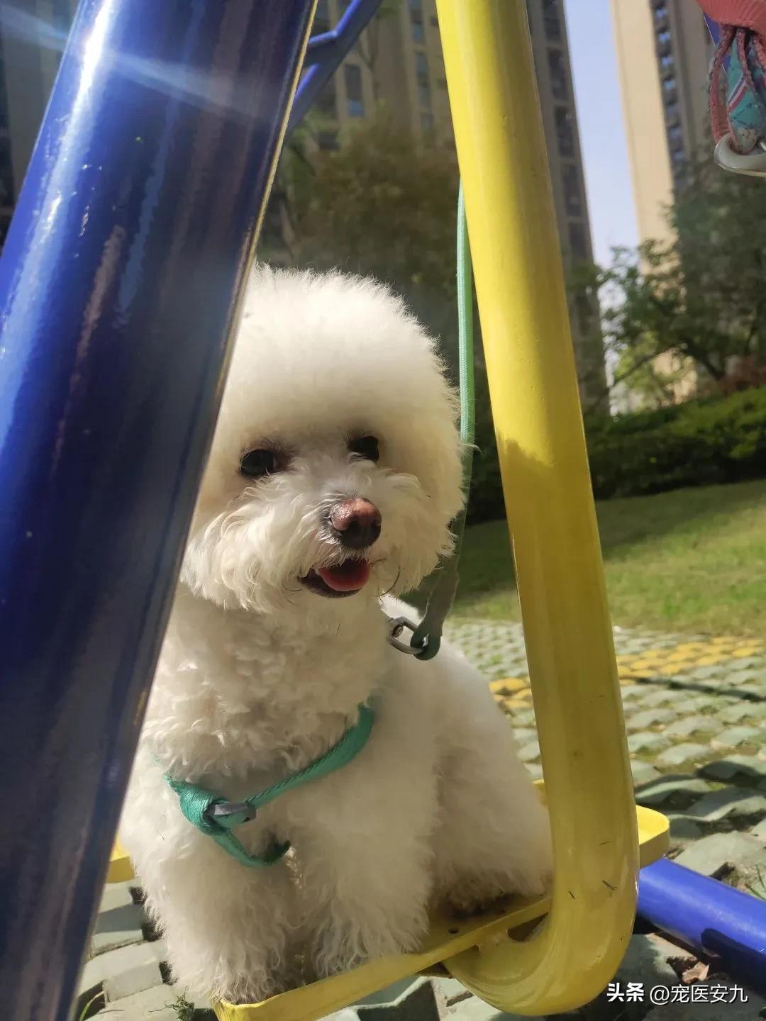 比熊狗神经炎能治好吗,比熊小狗神经炎啥原因引起的