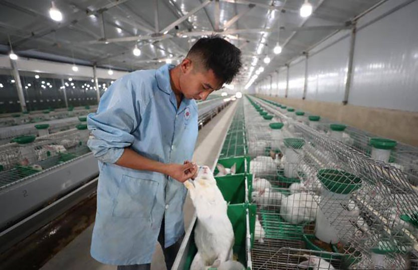 为什么兔子不能大规模养殖,兔子有多难养殖