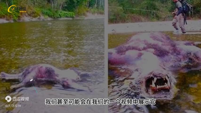 他们在丛林中的发现震惊了所有人