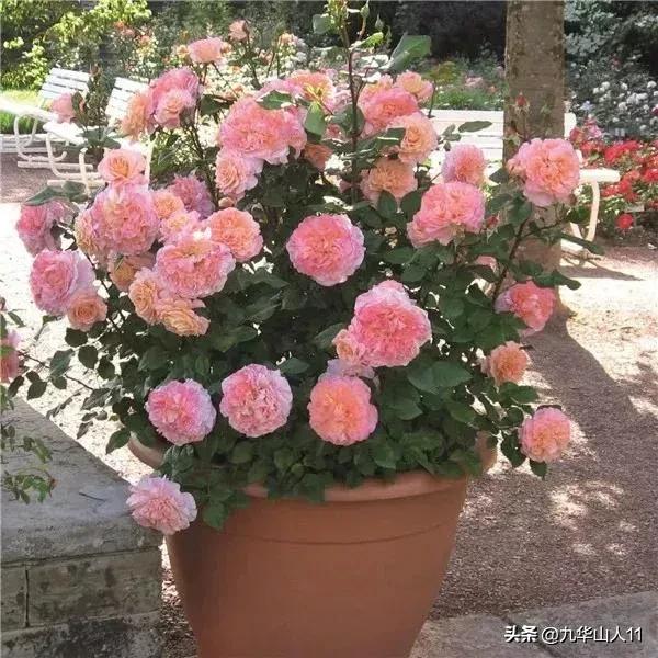 粉色爬藤月季大花浓香品种,大花多层月季花品种大全一览表