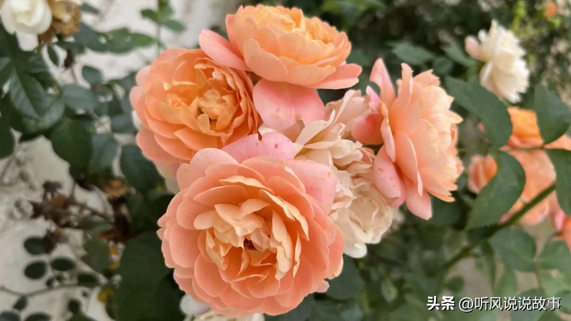 如何解决客户信赖感,培养客户忠诚的案例