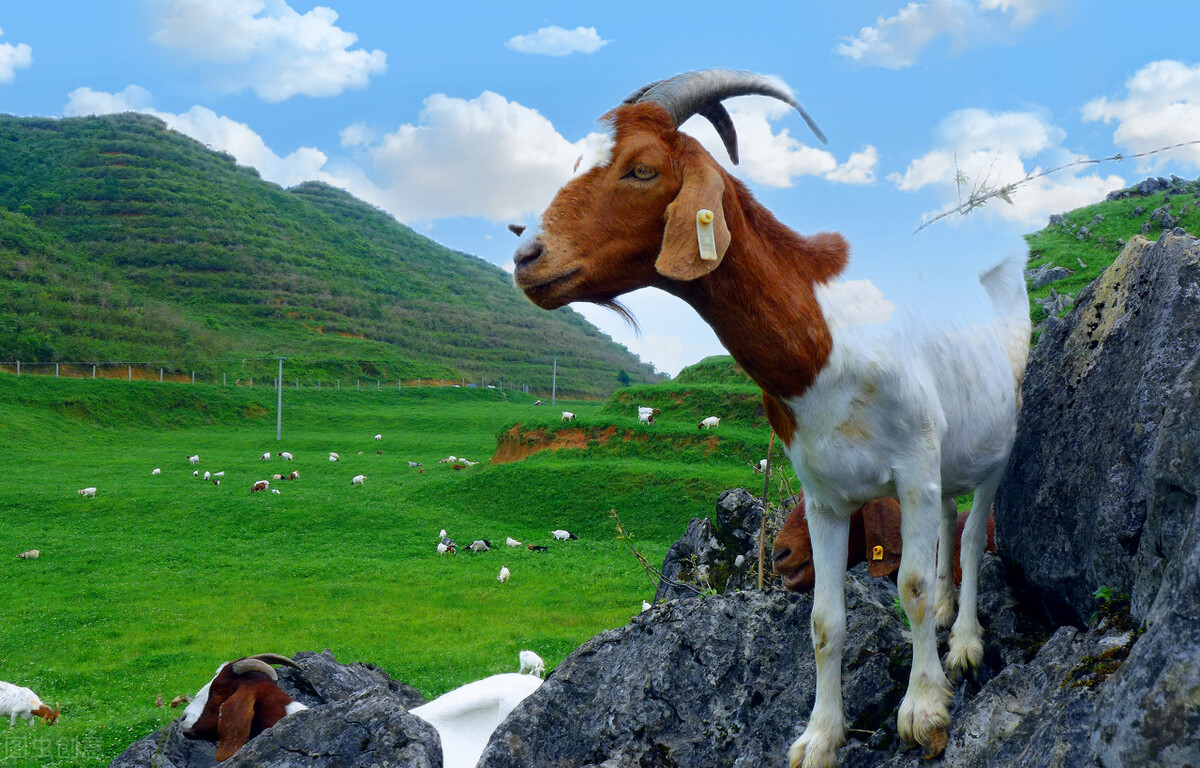 国外最先进的畜牧业,畜牧业大国排名