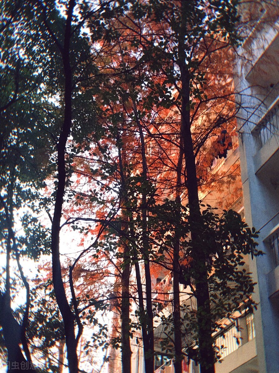 离离原上草一岁一枯荣的翻译,离离原上草一岁一枯荣诗句的意思