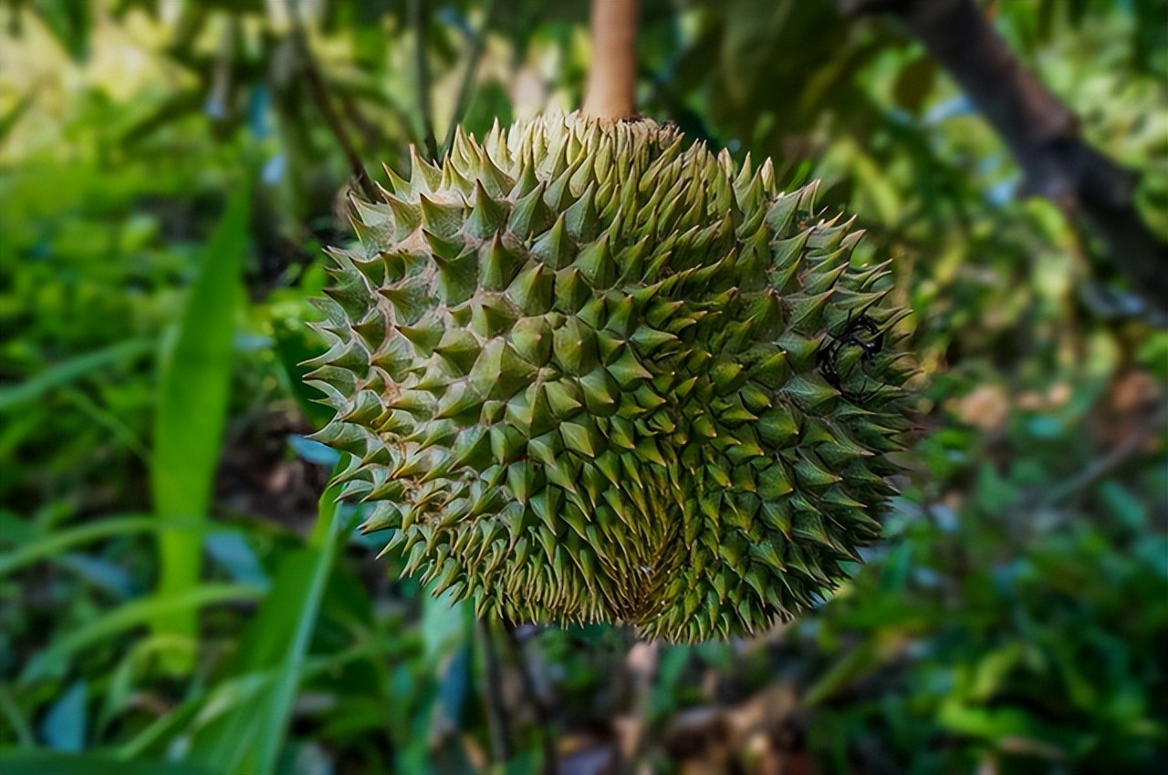 猫山王跟金枕榴莲哪种贵,猫山王榴莲跟骆驼榴莲哪个更贵
