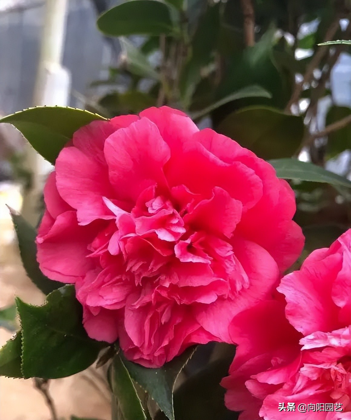 养茉莉，山茶，栀子，用沙土养，白醋水浇灌，更容易开花