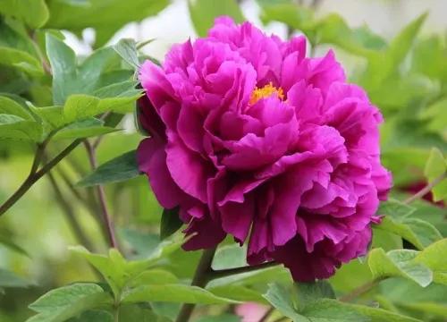 这二十幅极品花卉越看越醉,超好看又耐看的花卉图