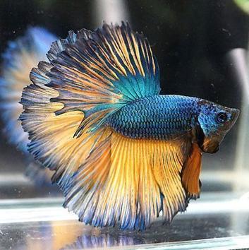 斗鱼米娜跳舞,斗鱼美女舞蹈