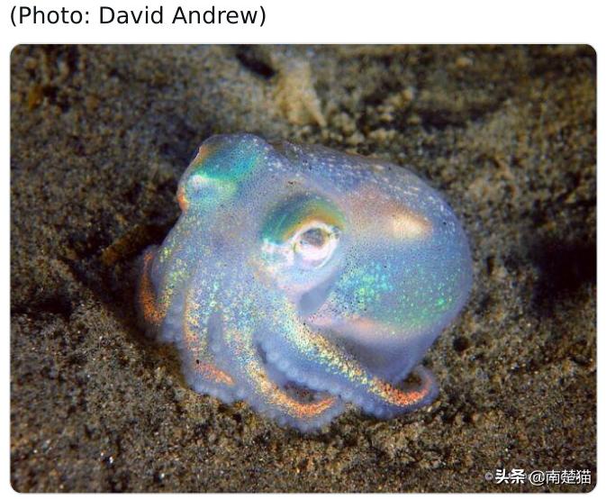 分享各种各样的动物,保证你没见过的20种新动物