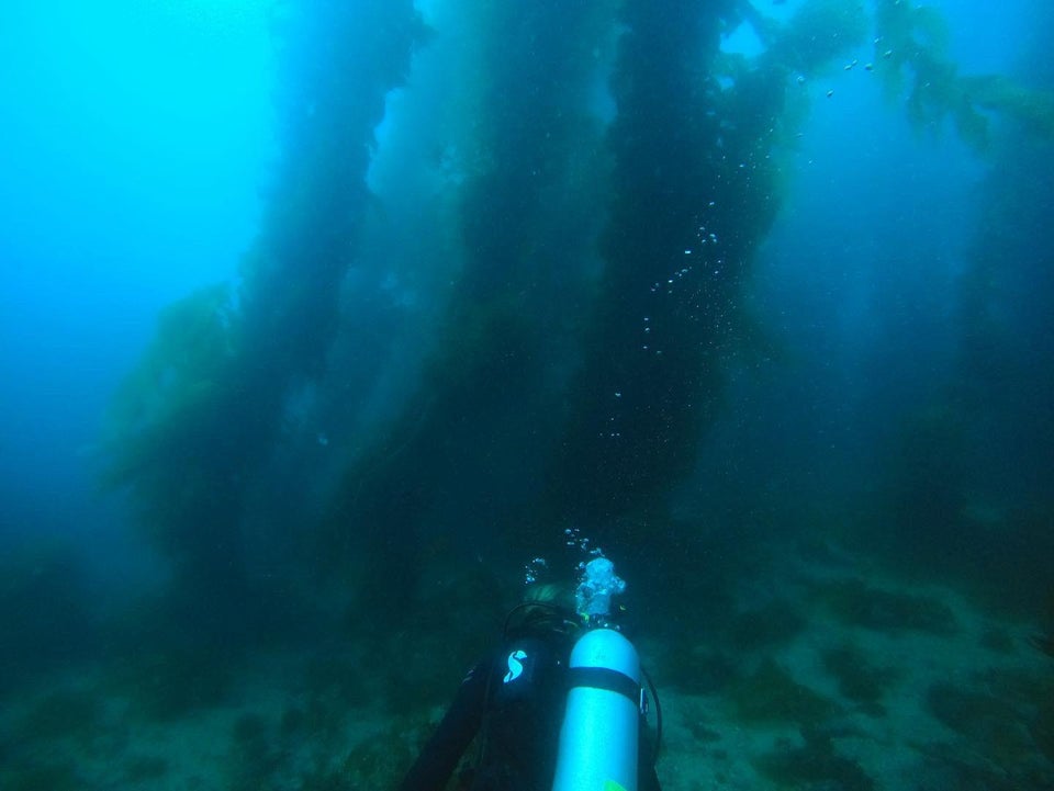 海洋巨蟒真实照片大全,海洋巨蟒真实图片大全