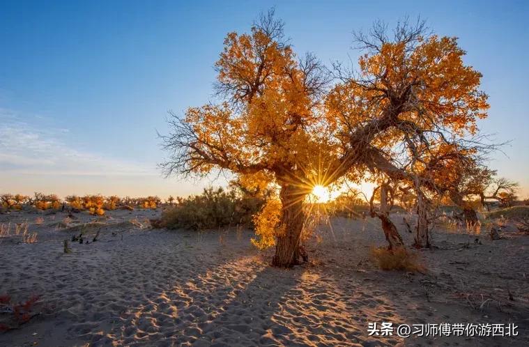 醉美胡杨深度游,额济纳胡杨林旅游攻略