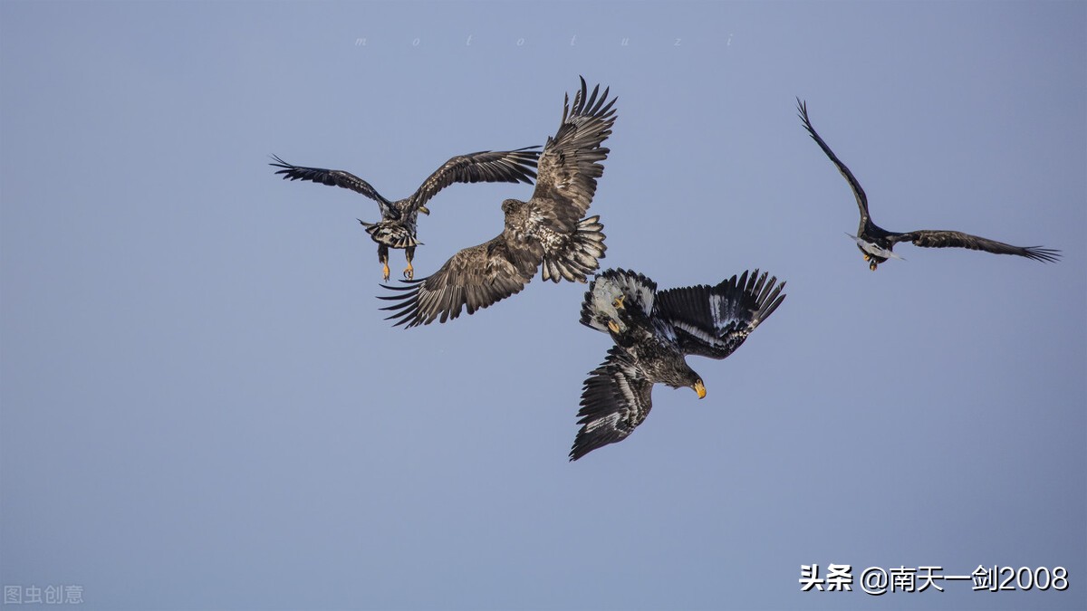 苏金茂文章,苏金茂书法