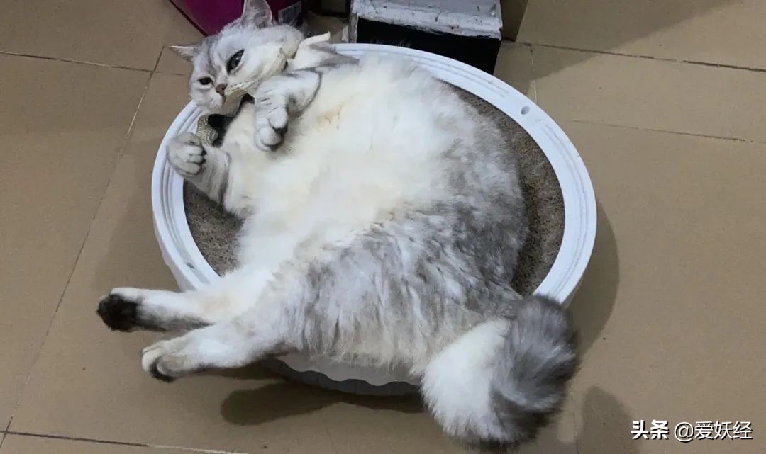 红狗小绿罐怎么样,月销量1000算不算冷门车