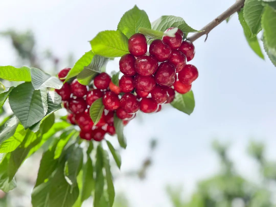 北京昌平樱桃采摘园,京郊樱桃采摘推荐