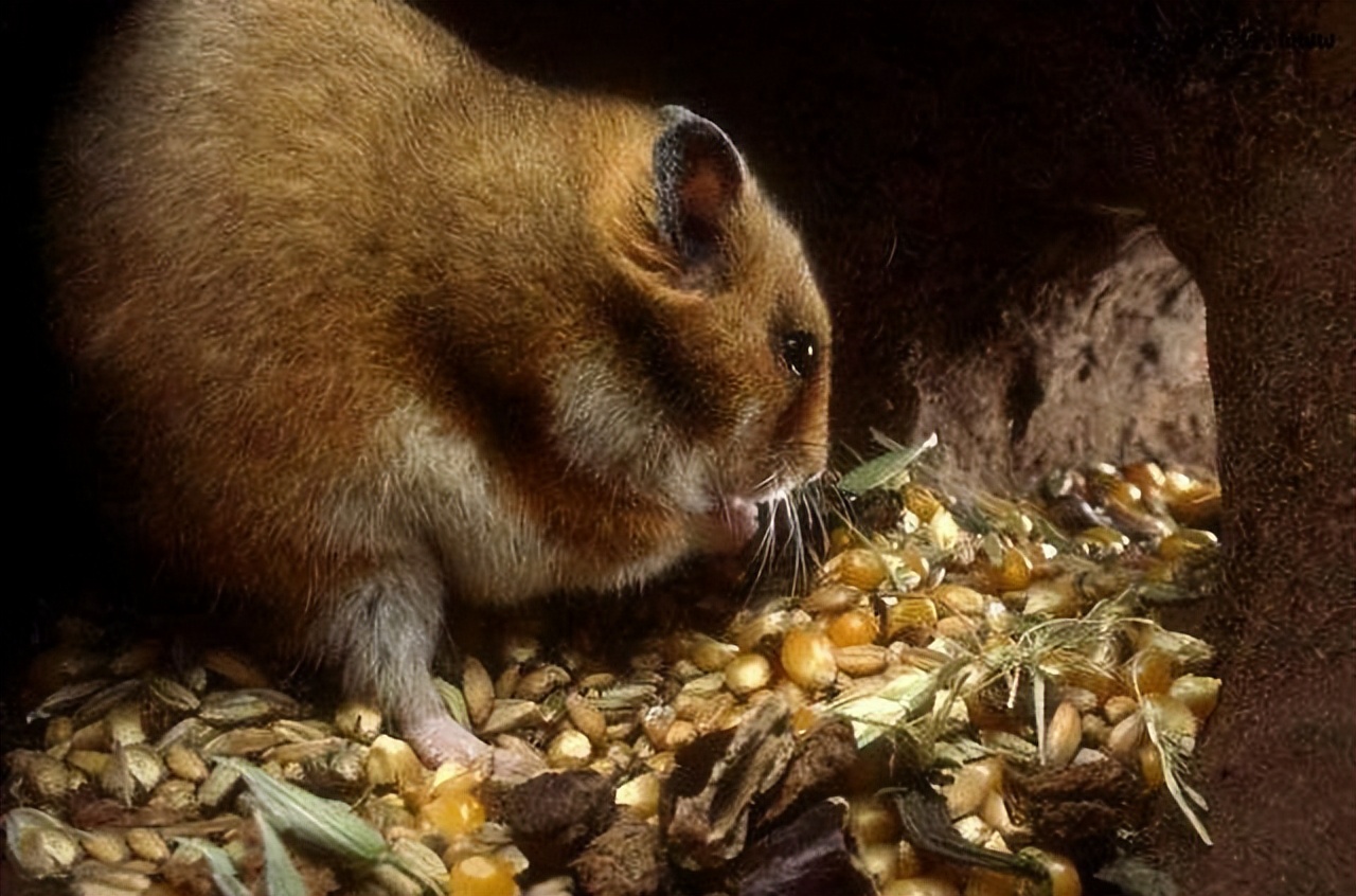 冬天把老鼠洞里的粮食挖光,老鼠真的会自杀吗?