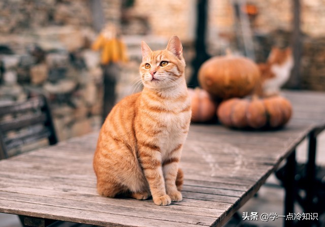 猫咪不能吃兰花,猫咪不能吃含羞草叶吗