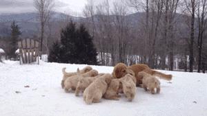 购买金毛犬的注意事项,怎么辨别金毛幼犬是真的还是假的